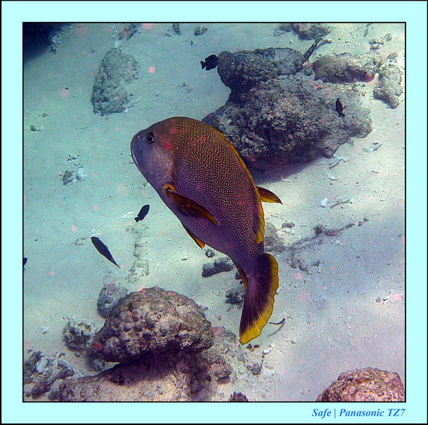 2011 - 08 - Borneo - Mataking 37